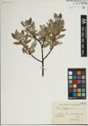Foto von Salix lapponum L.